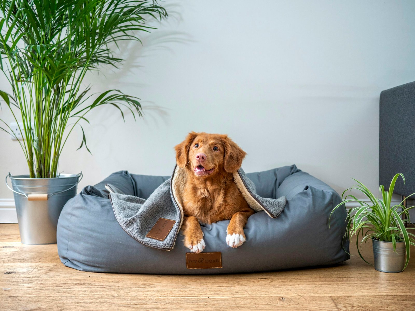 Creating a Structured Crate Training Schedule for Puppies
